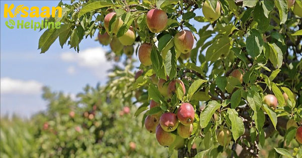 प्राकृतिक खेती करने वाले किसानों को प्रमाणित करने के लिए हिमाचल देसी गायों को खरीदने के लिए 25,000 रुपये की सब्सिडी प्राकृतिक खेती करने वाले किसानों को प्रमाणित करने के लिए हिमाचल देसी गायों को खरीदने के लिए 25,000 रुपये की सब्सिडी